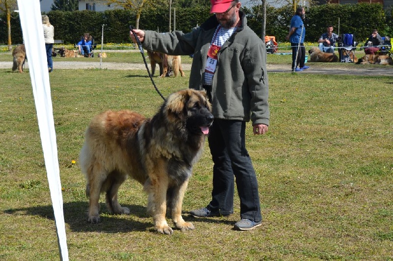 Invictus du Bois du Frêne - Très bon