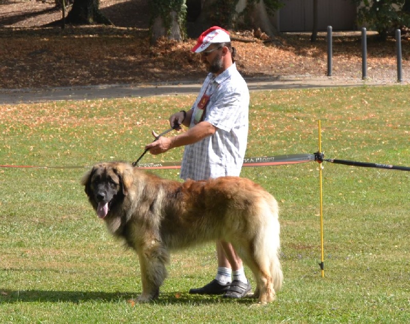 Invictus du Bois du Frêne - 2eme Excellent