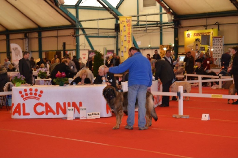 Habby Des Songes Du Clan Des Loups - 1er Excellent