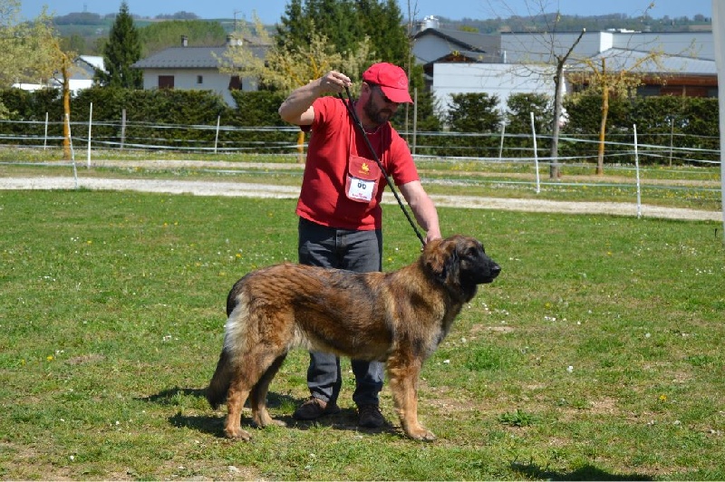 Habby Des Songes Du Clan Des Loups - 2eme Très Bon