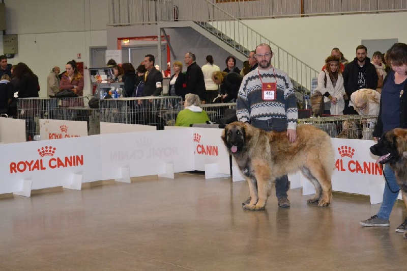 Invictus du Bois du Frêne - 2eme Excellent