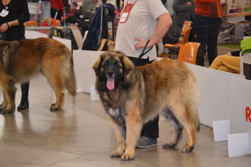 Invictus du Bois du Frêne - 3eme Excellent
