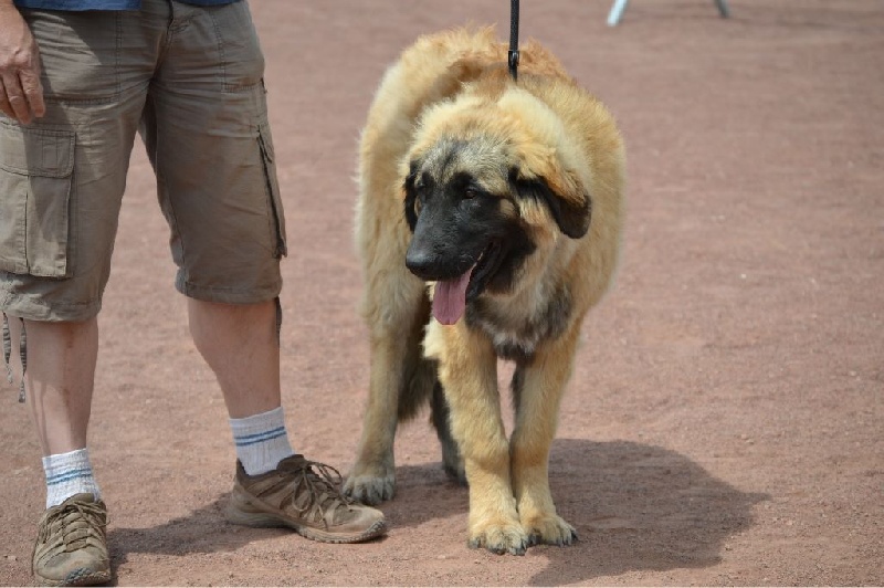 Invictus du Bois du Frêne - Très prometteur