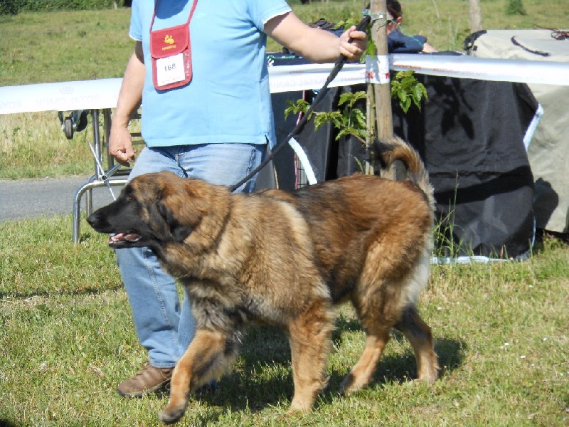 Habby Des Songes Du Clan Des Loups - Meilleure de race CACS 1er excellent