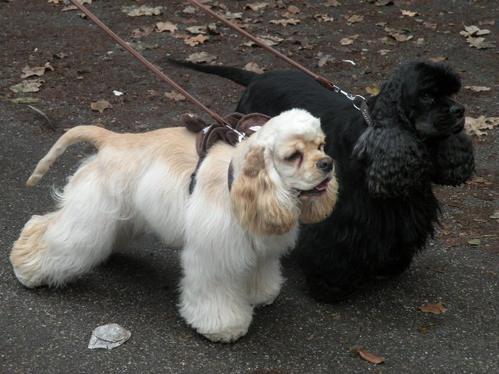 Publication : Nokomis