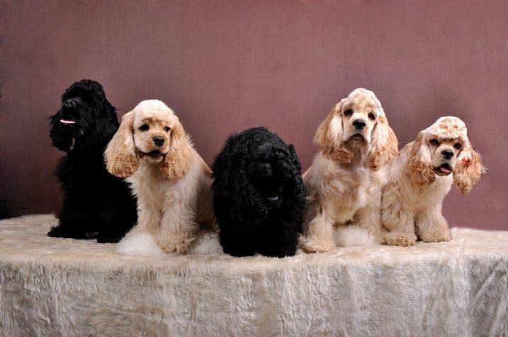 Publication : Nokomis