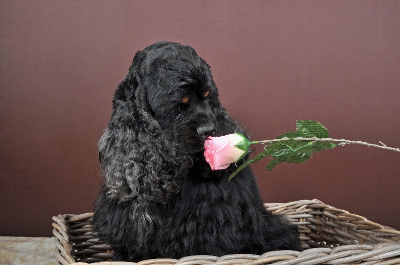 Publication : Nokomis