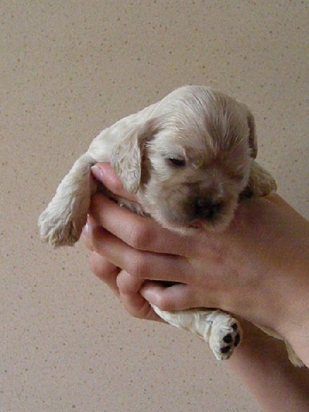 Publication : Nokomis