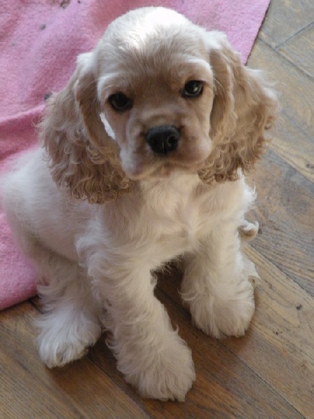 Publication : Nokomis