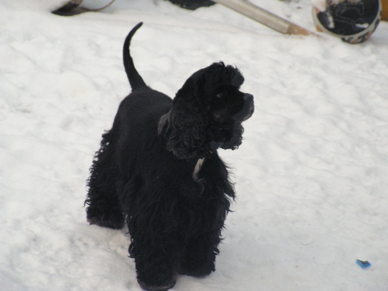 Publication : Nokomis