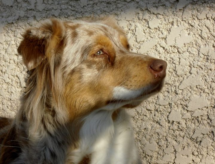 Comète (Sans Affixe)