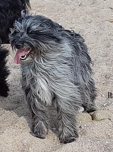 Itak Du Moulin D'ébène