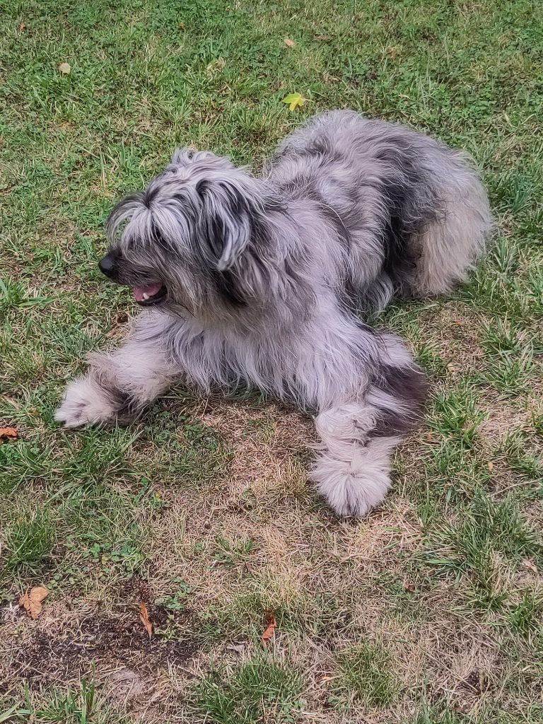 Vouazabi Du Moulin D'ébène