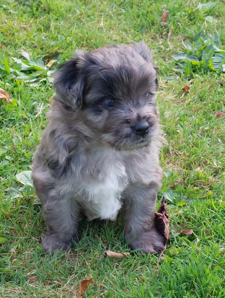 Vouazabi Du Moulin D'ébène