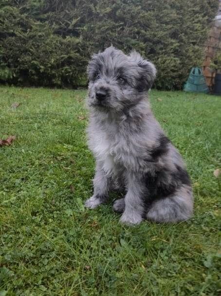 Vouazabi Du Moulin D'ébène