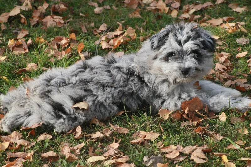 Publication : Du Moulin D'ébène Auteur : NARCY VALERIE