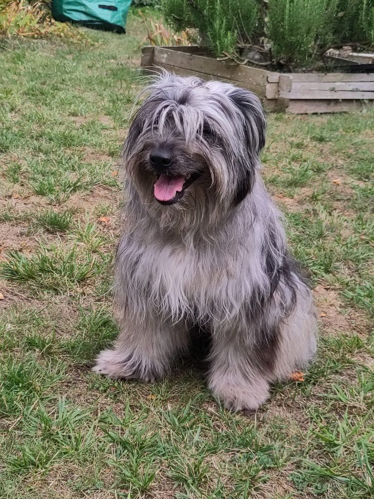 Vouazabi Du Moulin D'ébène