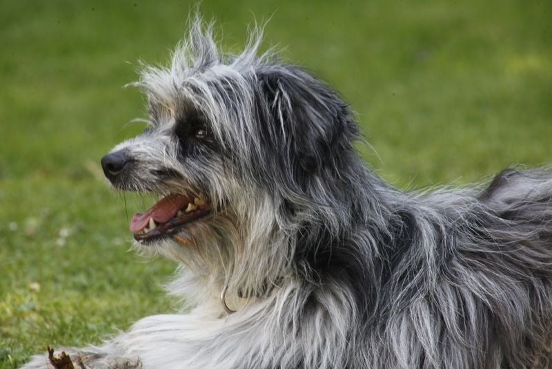 Publication : Du Moulin D'ébène Auteur : NARCY VALERIE