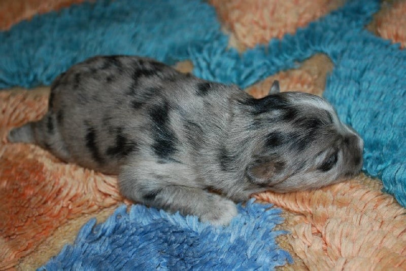 Publication : Du Moulin D'ébène Auteur : NARCY VALERIE