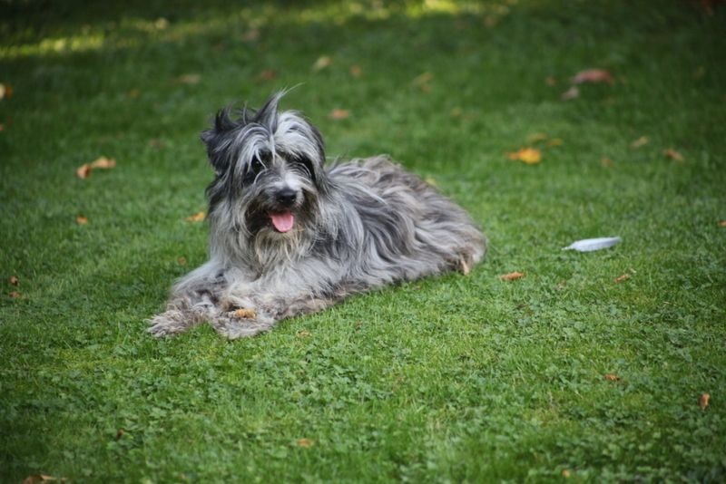 Publication : Du Moulin D'ébène Auteur : NARCY VALERIE