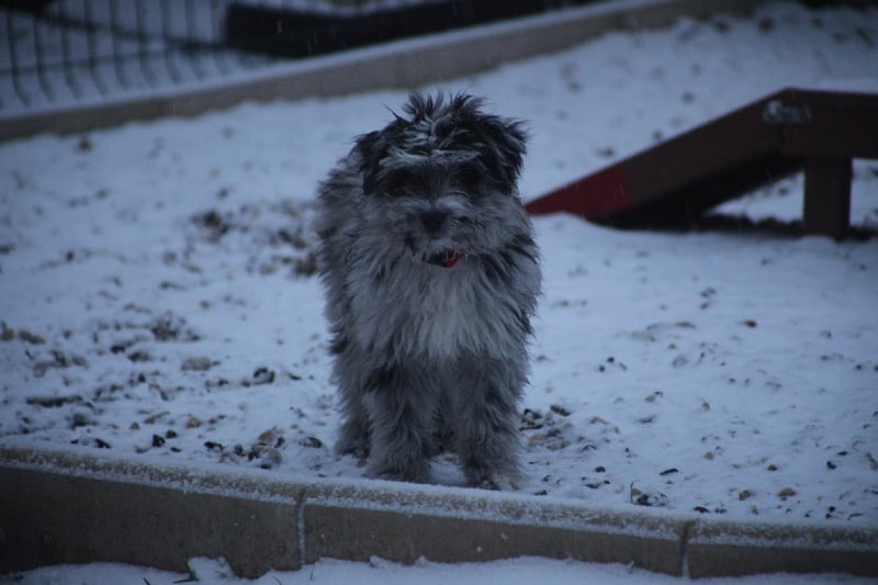 Publication : Du Moulin D'ébène Auteur : NARCY VALERIE