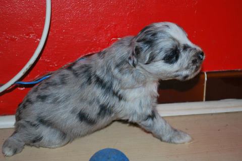 Publication : Du Moulin D'ébène Auteur : NARCY VALERIE