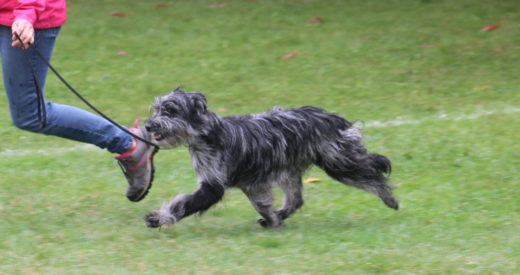 Ardoise bleue Du Moulin D'ébène - Très Prometteur 2eme