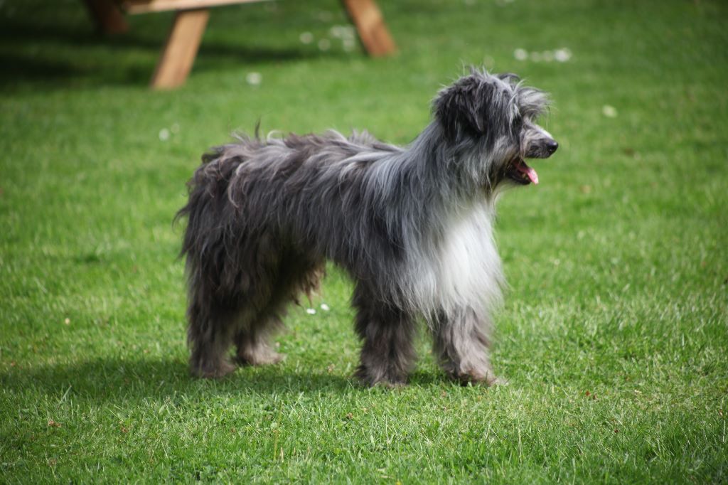 Haggen blue DES DRAYERES - 3eme Excellent