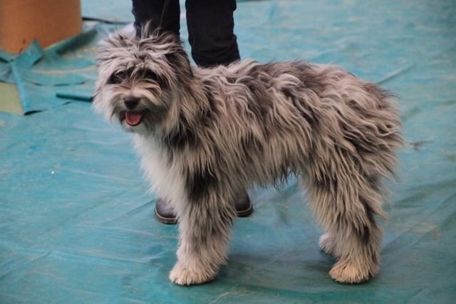 Haggen blue DES DRAYERES - TRES PROMETTEUR