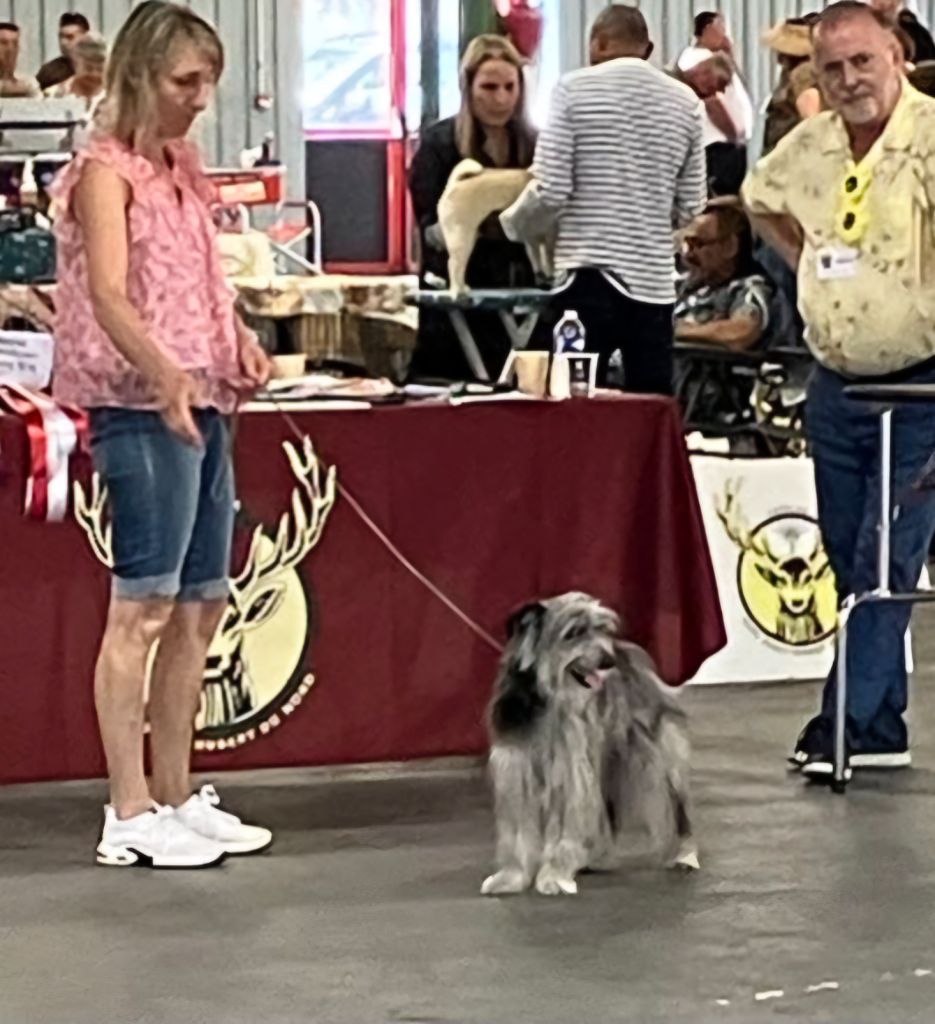Vanille bleue Du Moulin D'ébène - 1 exc CACIBJEUNE Meilleur de Race