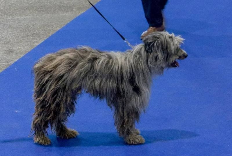 Haggen blue DES DRAYERES - EXC OUVERTE MALE