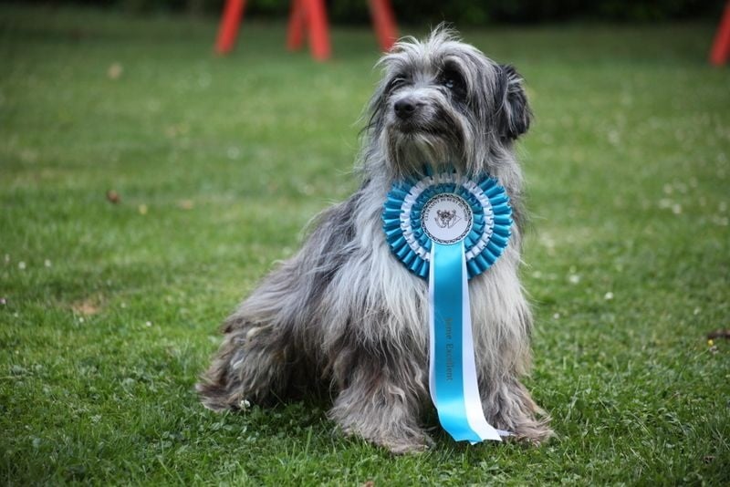 Haggen blue DES DRAYERES - 4 EXC OUVERTE MALE