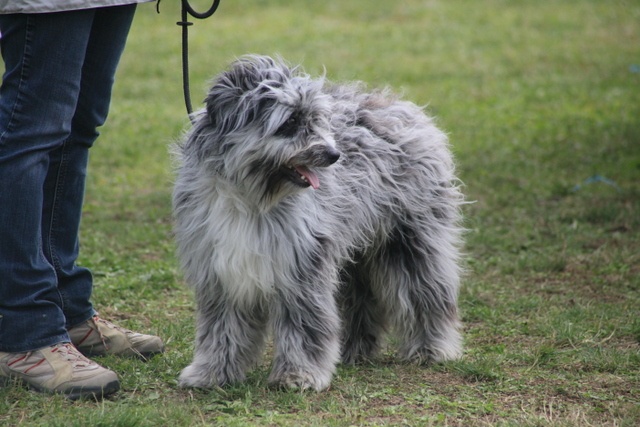 Haggen blue DES DRAYERES - 1 EXC en classe jeune male