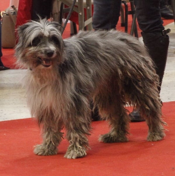 Haggen blue DES DRAYERES - EXCELLENT