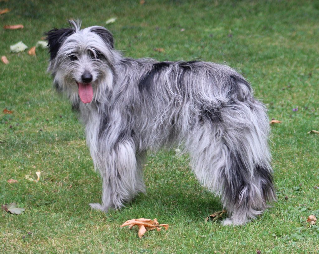 Vanille bleue Du Moulin D'ébène - 3eme classe jeune femelle
