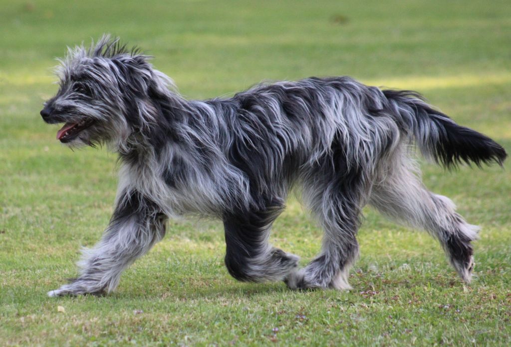 Ardoise bleue Du Moulin D'ébène - 1 Très Prometteur Meilleur PUPPY