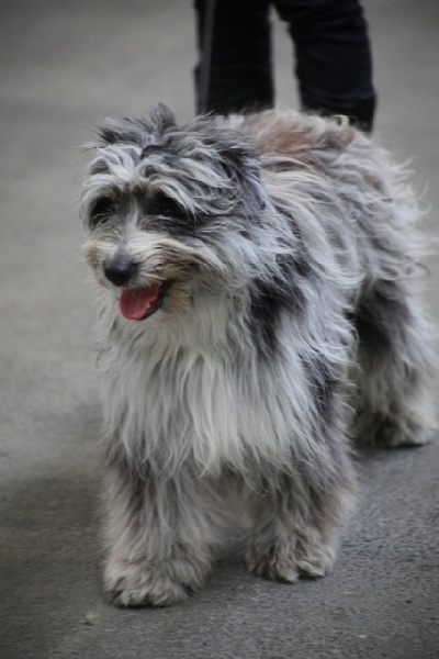 Haggen blue DES DRAYERES - 1eme excelent meilleur de la race jeune