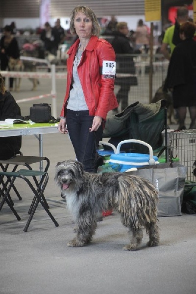 Haggen blue DES DRAYERES - TB en classe ouverte Male