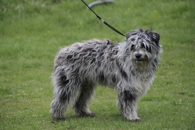 Haggen blue DES DRAYERES - prometteur