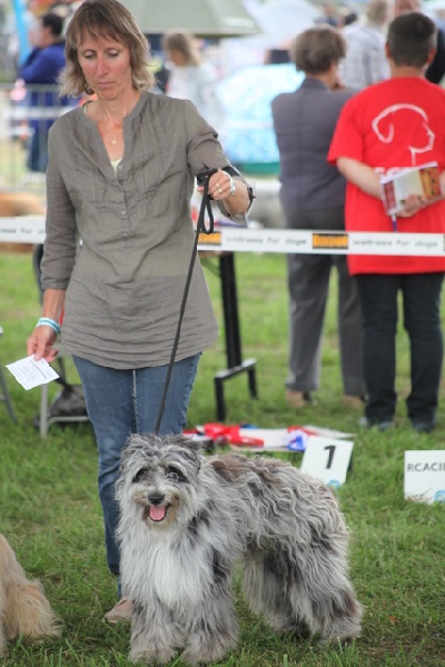 Haggen blue DES DRAYERES - 1eme excelent meilleur de la race jeune