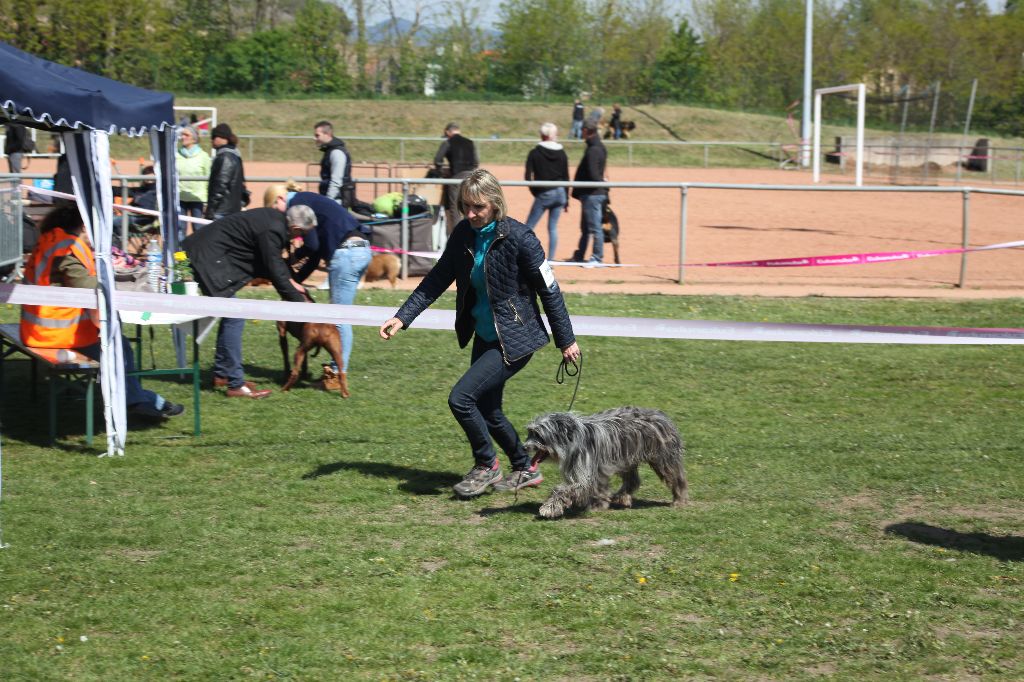 Haggen blue DES DRAYERES - 2eme Exc en classe ouverte mâle