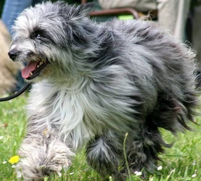 Haggen blue DES DRAYERES - CACS CACIB MEILLEUR DE RACE