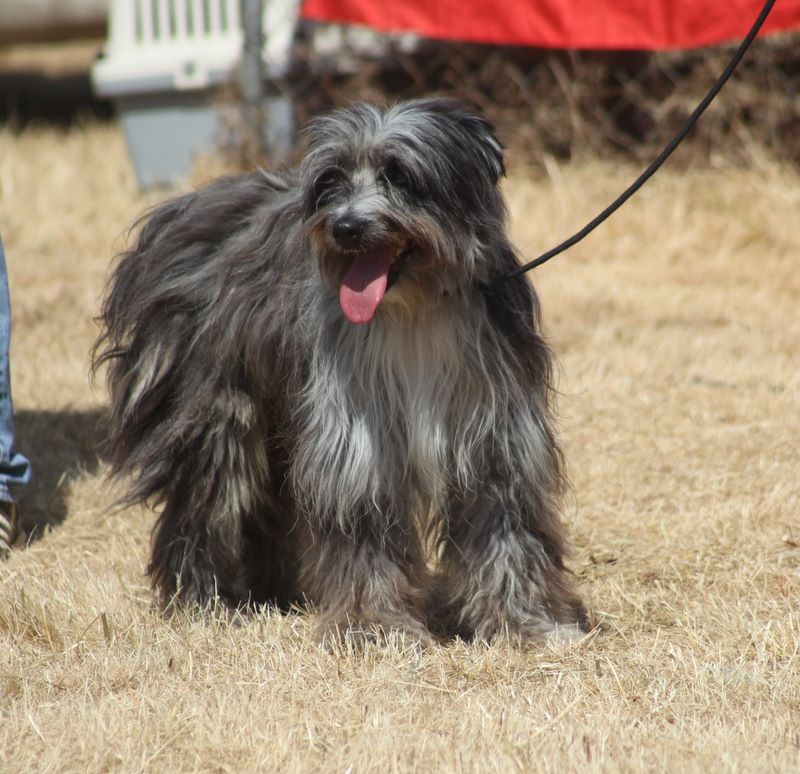 Haggen blue DES DRAYERES - 5 Excellent MALE OUVERTE