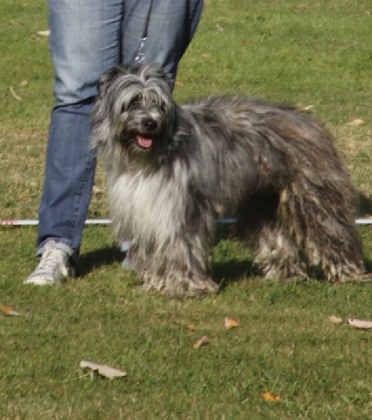 Haggen blue DES DRAYERES - TRES BON