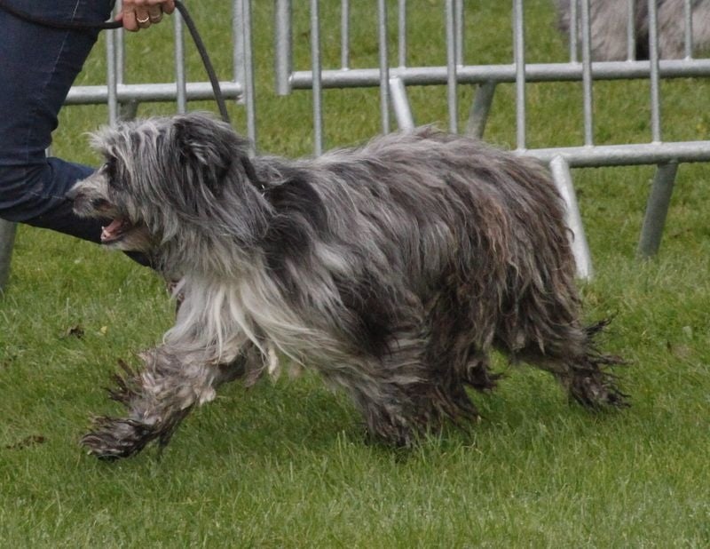 Haggen blue DES DRAYERES - EXCELLENT