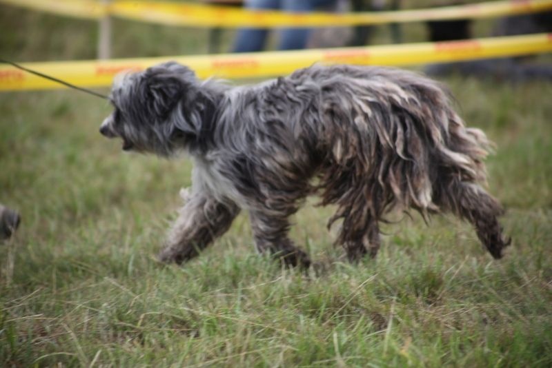 Haggen blue DES DRAYERES - EXC OUVERTE MALE