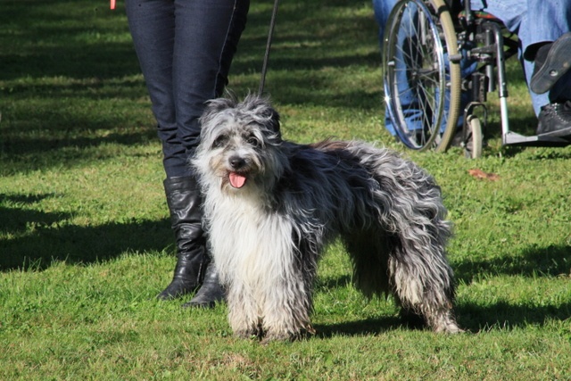 Haggen blue DES DRAYERES - TRES BON