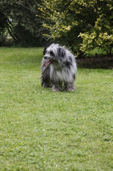 Haggen blue DES DRAYERES - 4 EXC