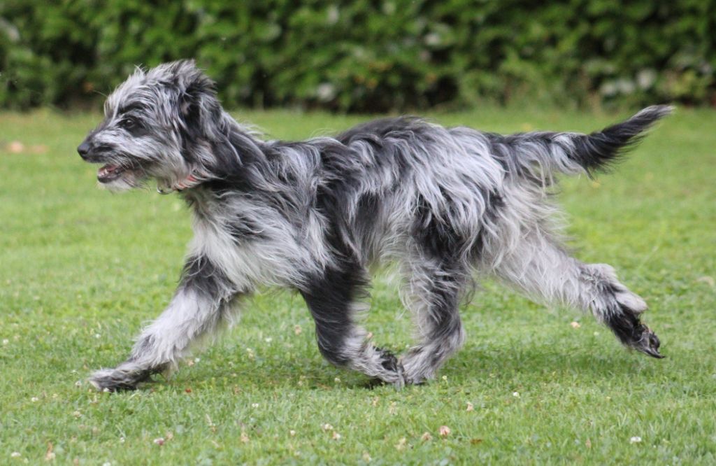 Ardoise bleue Du Moulin D'ébène - 1 Très Prometteur Meilleur PUPPY