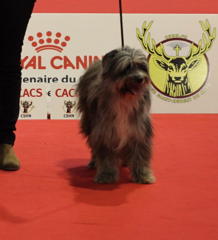 Haggen blue DES DRAYERES - 2 excellent